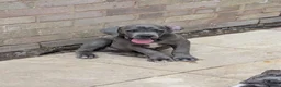 Cane Corso dogs for sale: CANE CORSO. Ready to leave now - Advert 6