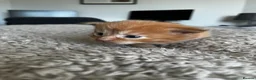 Maine Coon cats for sale: Majestic Fire Maine Coon Kittens - Advert 19