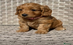 Cockapoo dogs for sale: 😍😍 F1 cockapoo puppies 😍😍 - Image 24