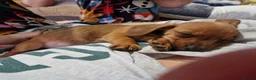 Mixed Breed dogs for sale: Beautiful little girl  - Advert 5