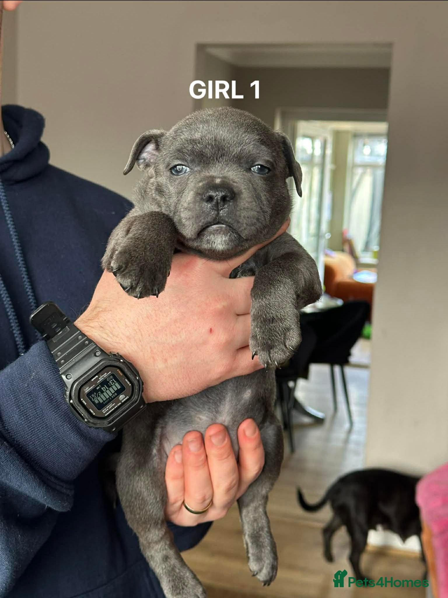 Staffordshire Bull Terrier dogs Blue/Black Staffordshire Bull Terrier Puppies - Advert 2