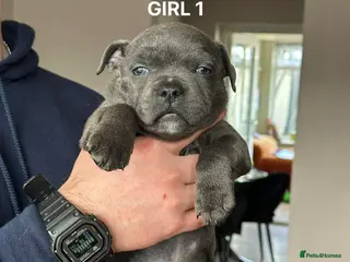 Staffordshire Bull Terrier dogs Blue/Black Staffordshire Bull Terrier Puppies - Advert 2