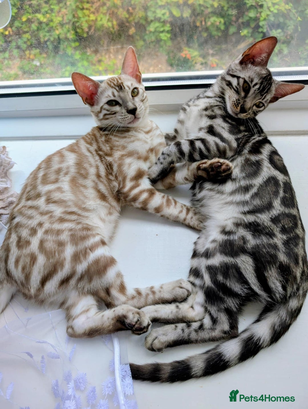 Bengal cats for sale: TICA REG 💕 2 Beautiful bengal boys  - Image 1