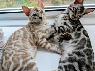 Bengal cats - Advert 6
