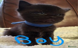Ragdoll cats for sale: Ragdoll x BSH kittens (individually priced) - Image 23