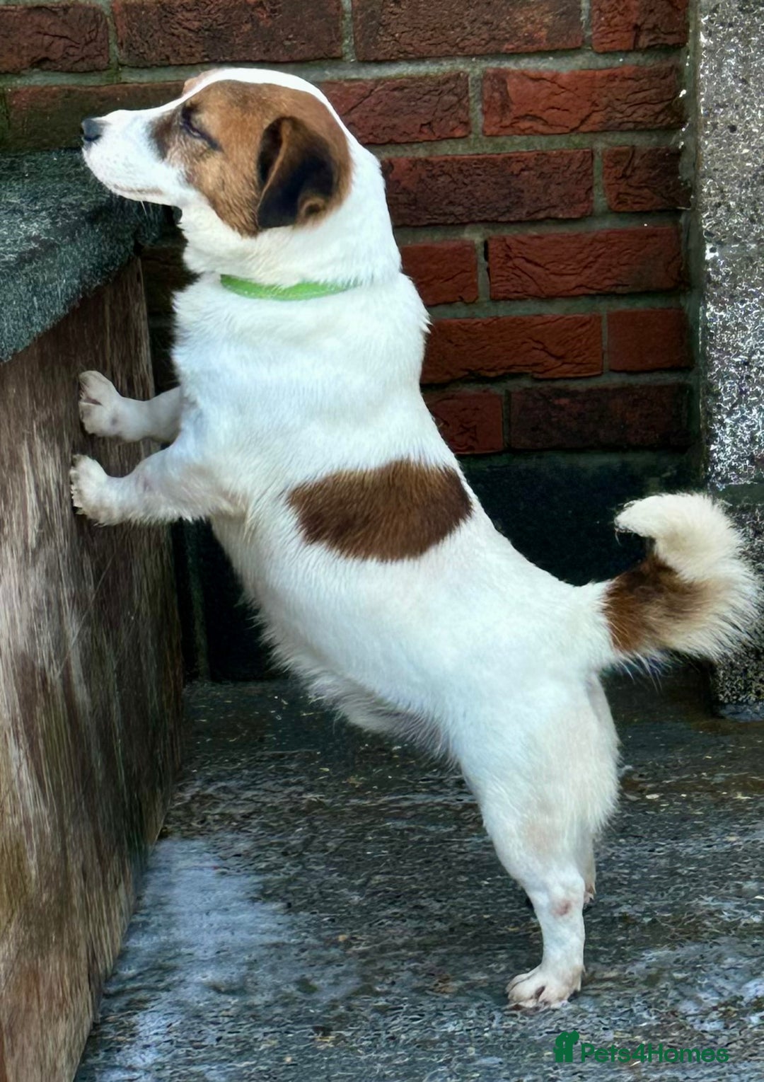 Jack Russell dogs for sale: Kennel Club Registered Jack Russell Terrier Female - Advert 17