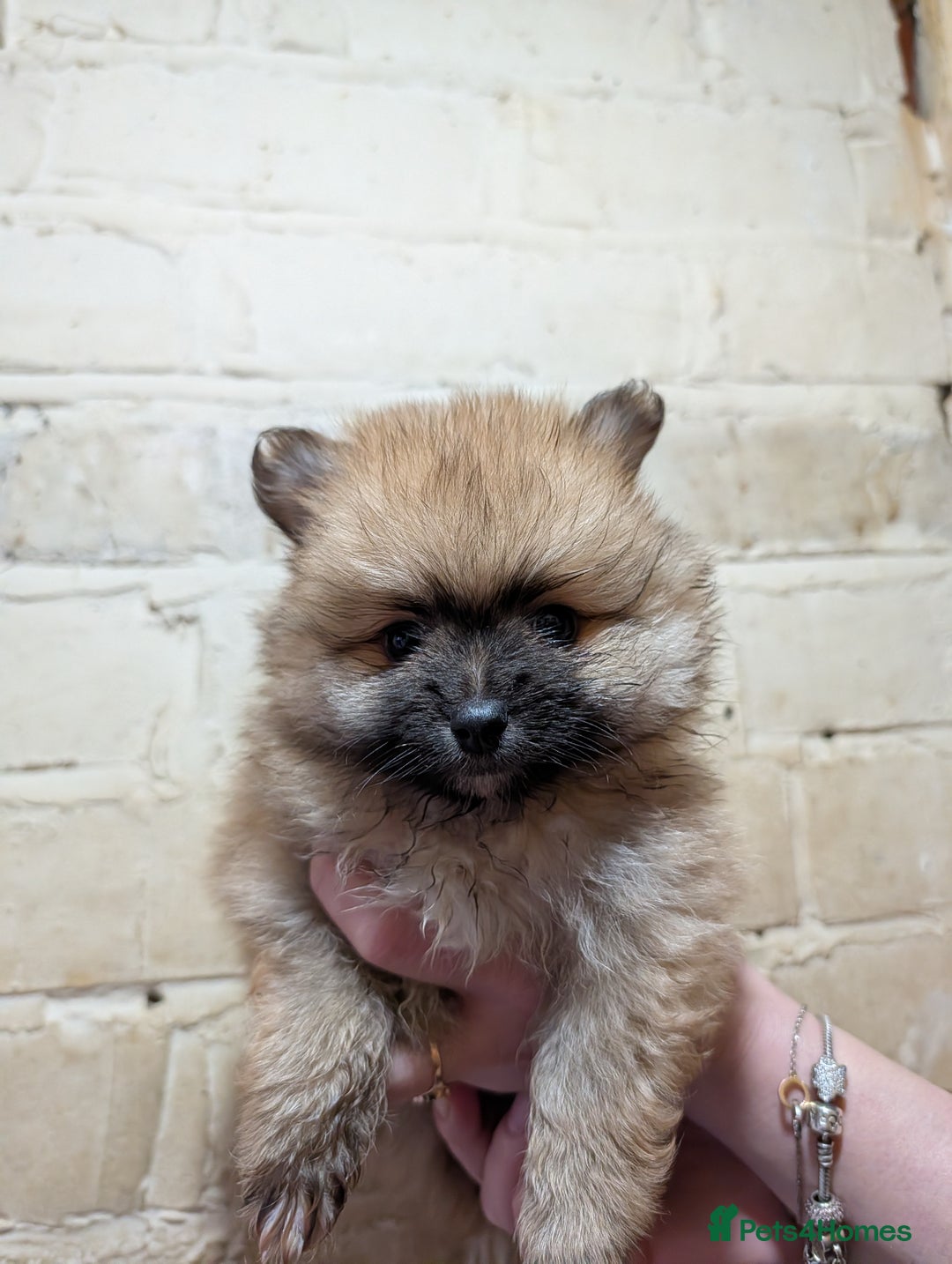 Pomeranian dogs for sale: Pomeranian puppy  - Advert 3