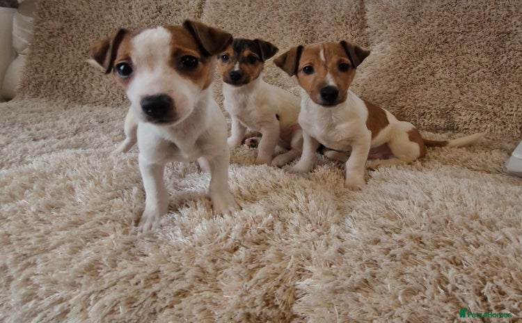 Jack Russell dogs - Advert 2
