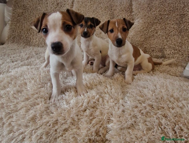 Jack Russell dogs - Advert 1