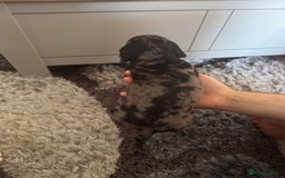 Mixed Breed dogs for sale: 4 Jack Russell cross Dachshund puppies - Image 15