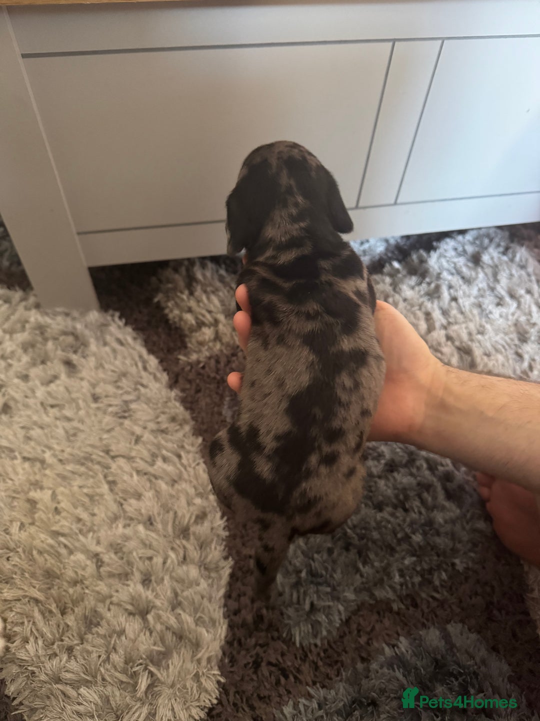 Mixed Breed dogs for sale: 4 Jack Russell cross Dachshund puppies - Image 15