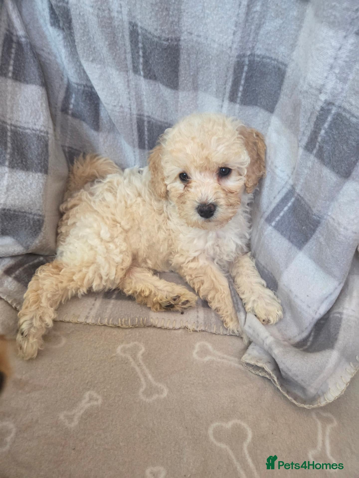Mixed Breed dogs 2 Beautiful cavachon x cockapoo puppies left - Advert 6