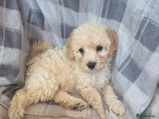 Mixed Breed dogs 2 Beautiful cavachon x cockapoo puppies left - Advert 6
