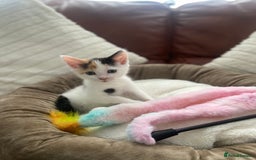 British Shorthair cats for sale:  **  5 month old kitten - Advert 3