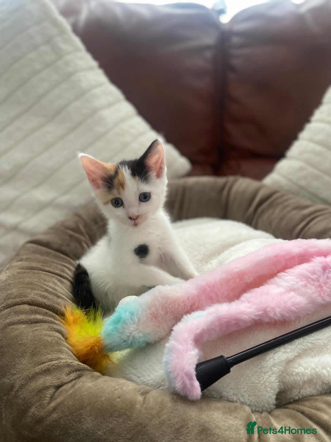 British Shorthair cats for sale:  **  5 month old kitten - Advert 3