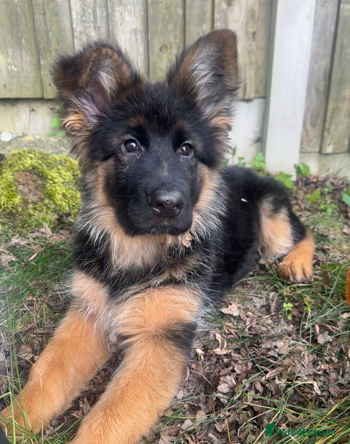 German Shepherd dogs Long haired Kc German Shepherd Puppies   - Advert 8