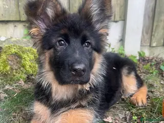 German Shepherd dogs Long haired Kc German Shepherd Puppies - Advert 6