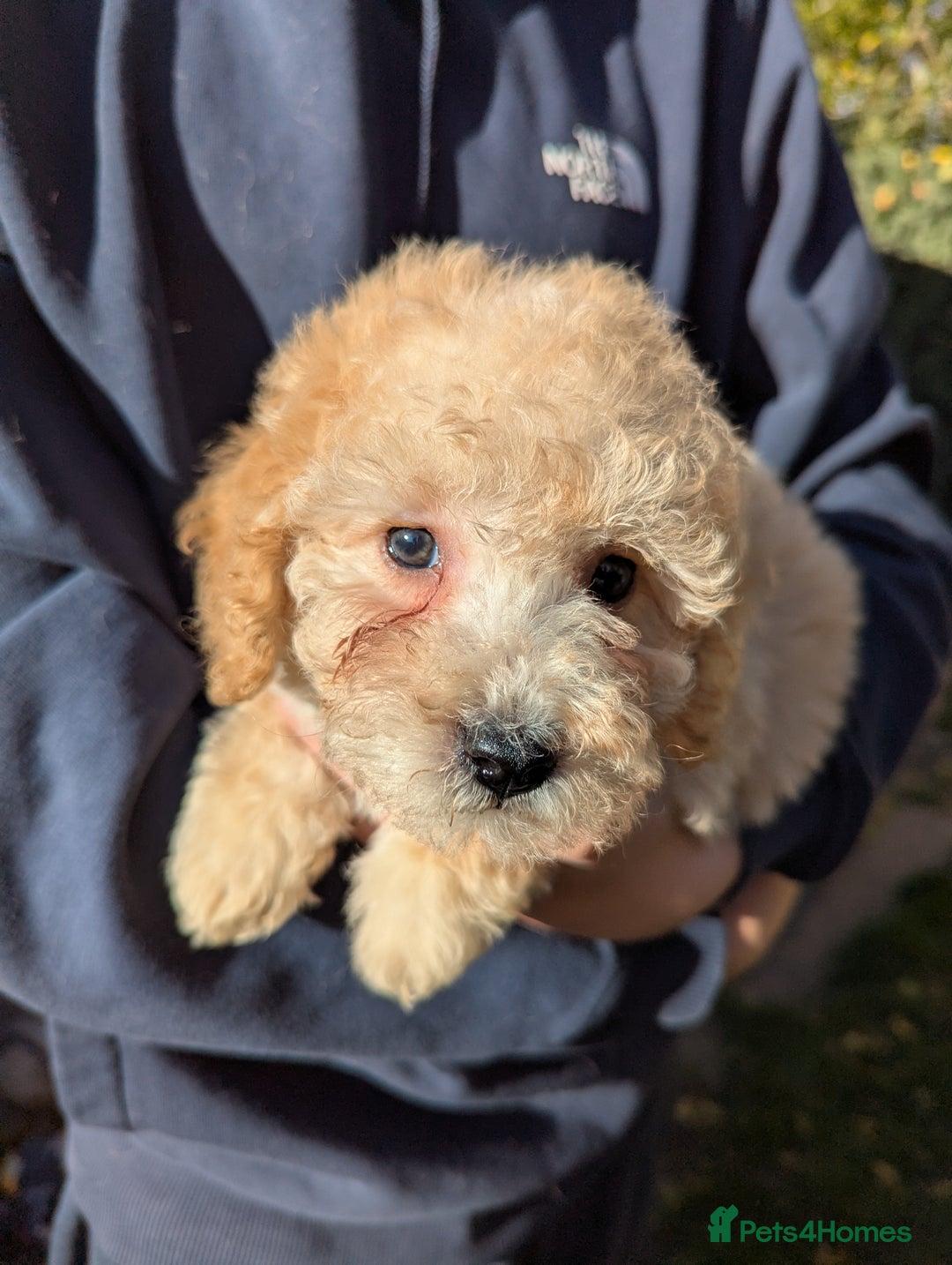 Miniature Poodle dogs for sale: Ready now Kc reg mini poodle pups for sale  - Advert 12