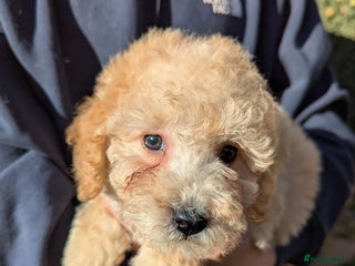 Miniature Poodle dogs Ready now Kc reg mini poodle pups for sale - Advert 6