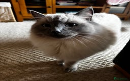 Ragdoll cats for sale: Male ragdoll   - Advert 3