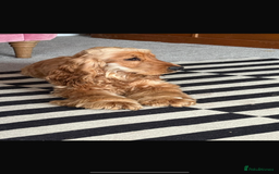 Cocker Spaniel dogs for stud: Show Type Cocker Spaniel - Image 5