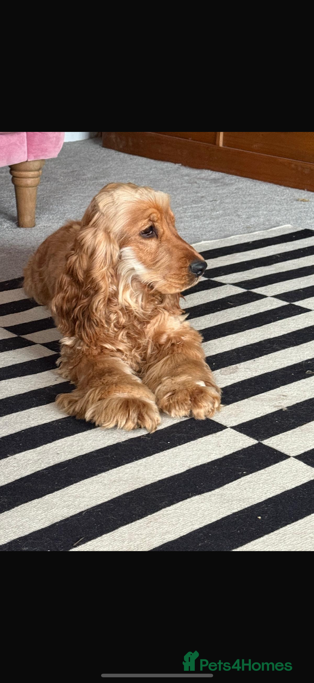 Cocker Spaniel dogs for stud: Show Type Cocker Spaniel - Image 5
