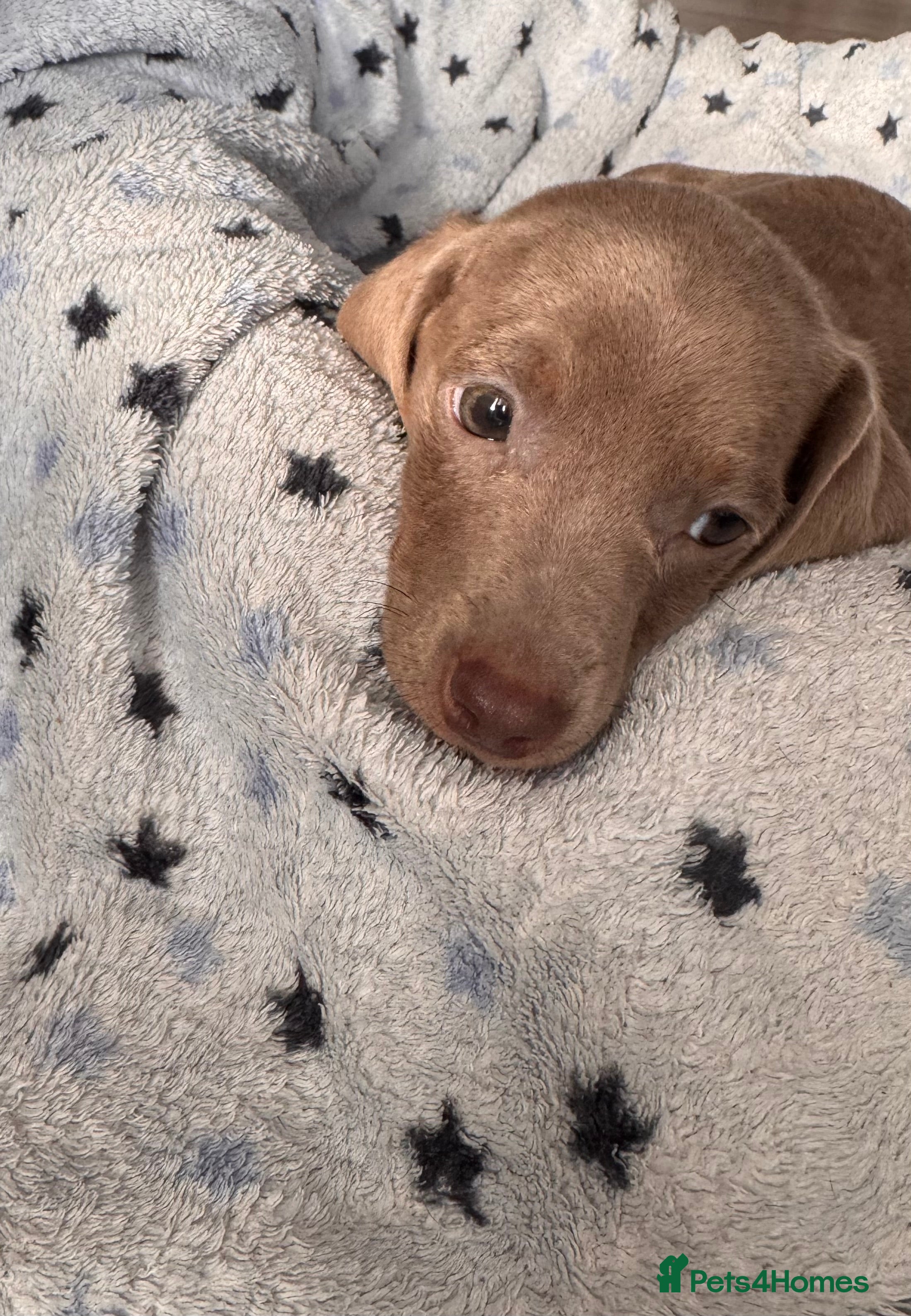 Miniature Dachshund dogs 1 Miniature Dachshund Isabella Puppy - Advert 1