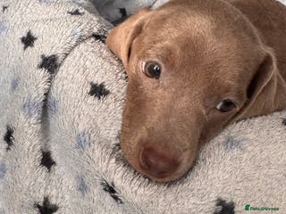 Miniature Dachshund dogs 1 Miniature Dachshund Isabella Puppy - Advert 3