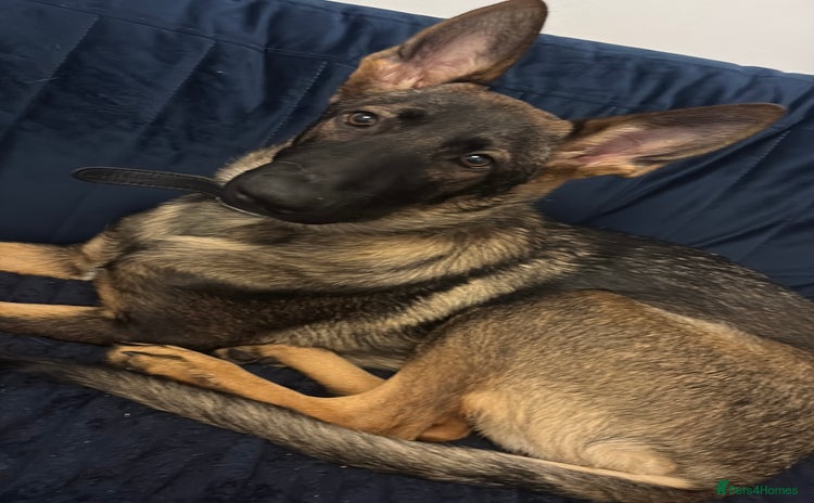 German Shepherd dogs - Advert 7