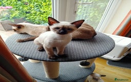Siamese cats for sale: Traditional Siamese boy kitten - Image 4