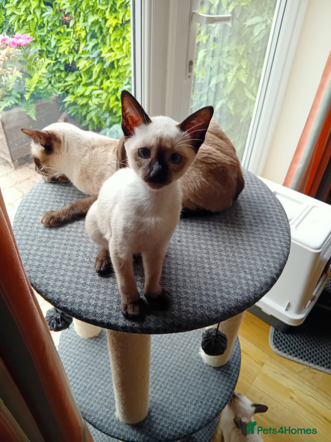 Siamese cats for sale: Traditional Siamese boy kitten - Image 4