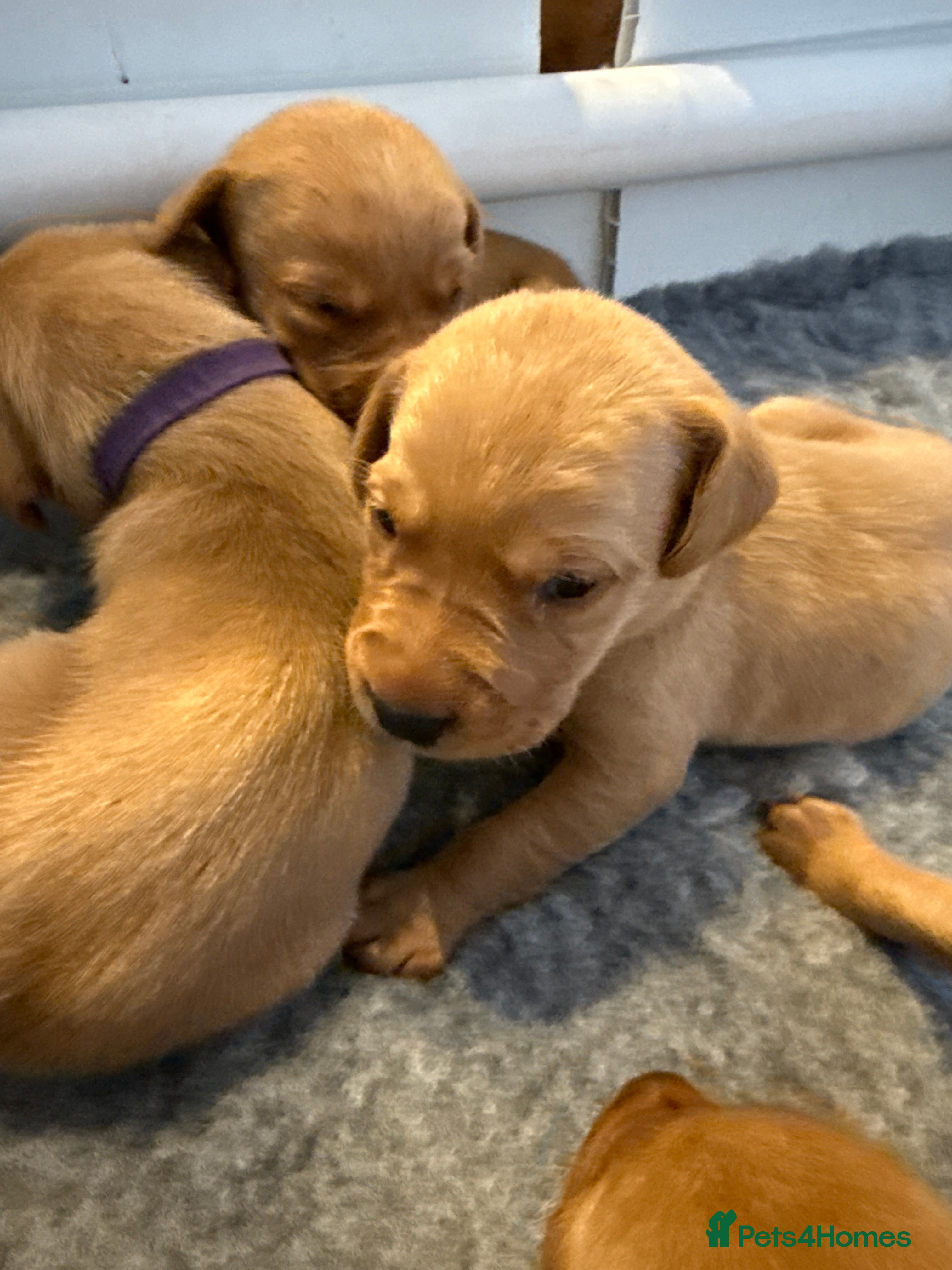 Labrador Retriever dogs Stunning fox red Labrador pups - Advert 3