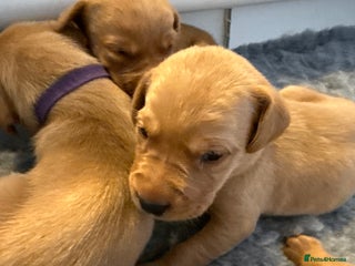 Labrador Retriever dogs Stunning fox red Labrador pups - Advert 16