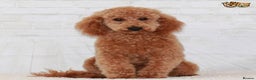 Toy Poodle dogs for stud: Donnajays 5* PROVEN, HEALTH TESTED & PROFESSIONAL in Stafford - Advert 4