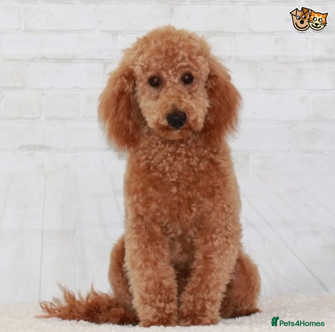 Toy Poodle dogs for stud: Donnajays 5* PROVEN, HEALTH TESTED & PROFESSIONAL in Stafford - Advert 4