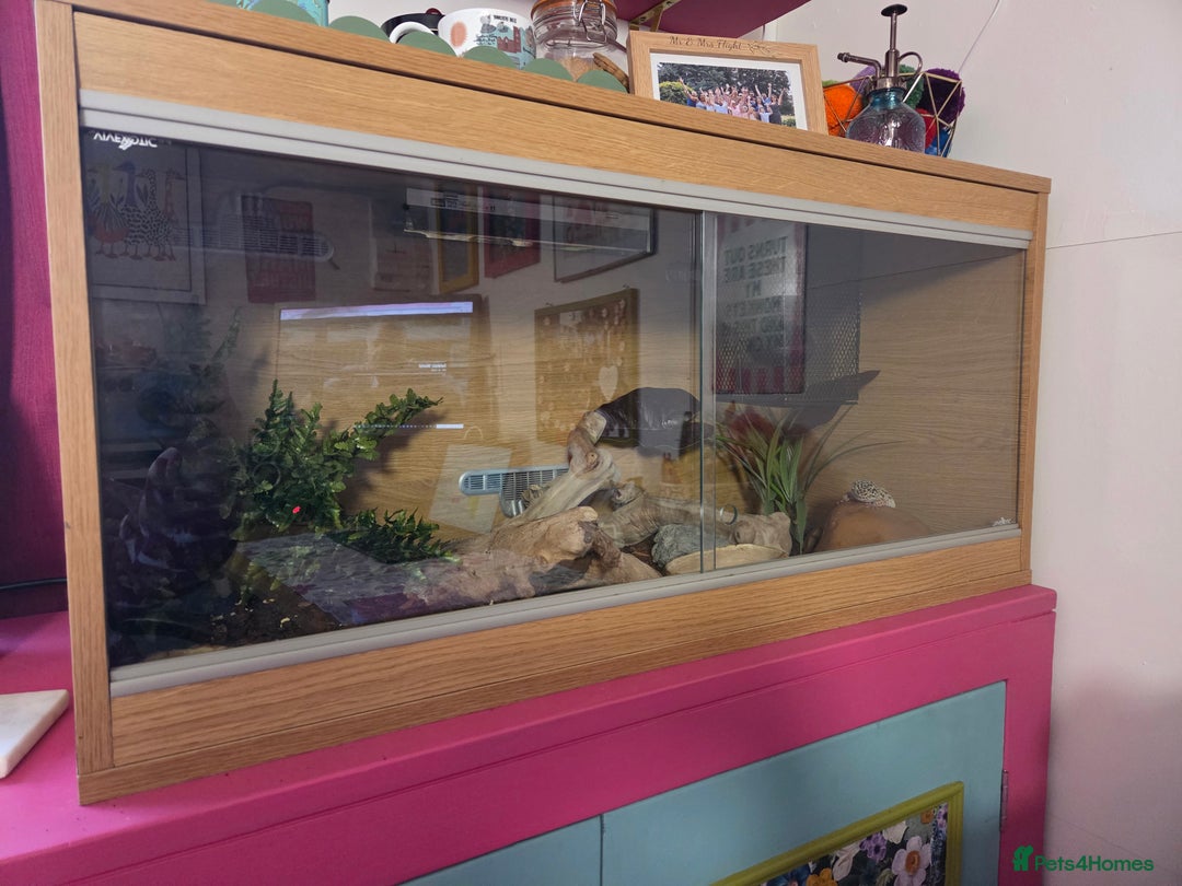 Leopard Gecko reptiles for sale: Leopard Gheko 3 years old - Advert 2