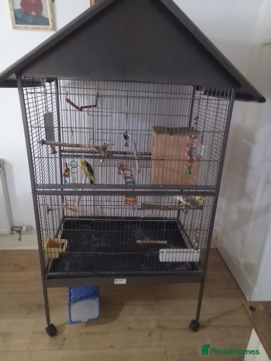 Cockatiels birds for sale: Bonded pair of cockatiels in Darwen - Advert 1