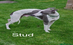 Whippet dogs for sale: ⭐️ KC Whippet pups blue and white. ⭐️ - Image 6