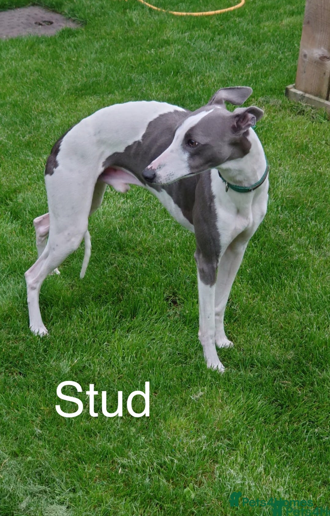 Whippet dogs for sale: ⭐️ KC Whippet pups blue and white. ⭐️ - Image 6