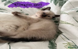 Ragdoll cats for sale: 8 ragdoll kittens, flame point, seal & blue point - Image 12