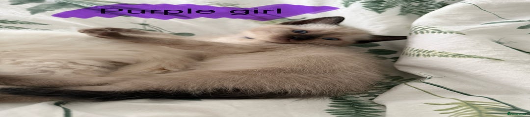 Purple collar girl 