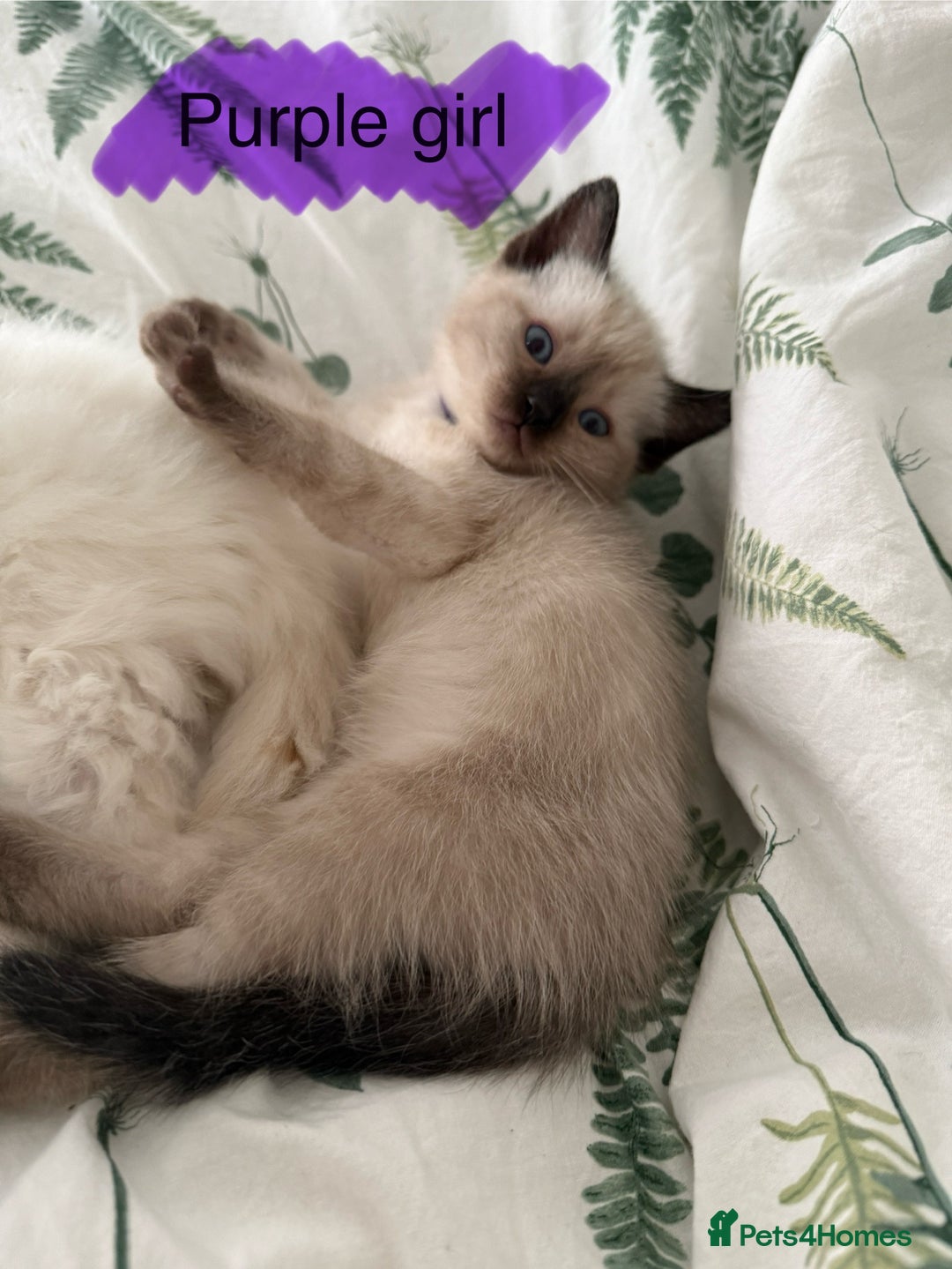 Ragdoll cats for sale: 8 ragdoll kittens, flame point, seal & blue point - Image 12