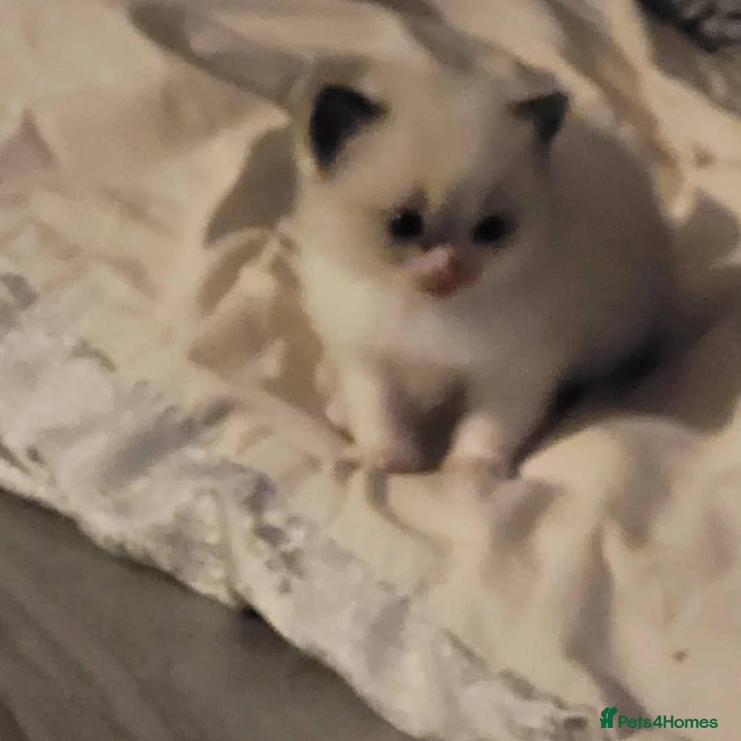 Ragdoll cats for sale: Ragdoll kittens for sale  - Advert 13