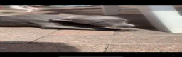 Whippet dogs for sale: Blue Kennel Club Registered Whippet pups - Advert 12