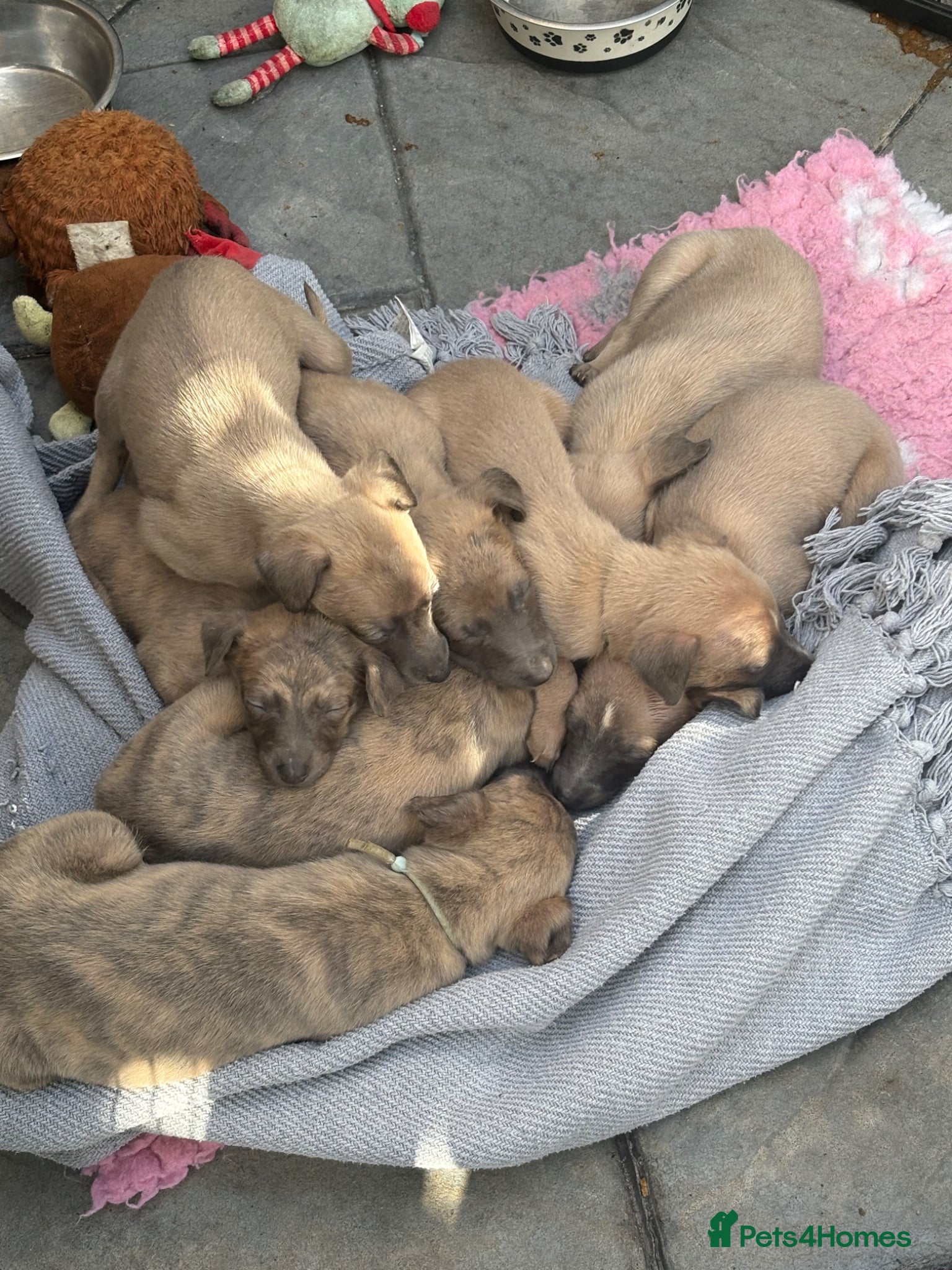 Whippet dogs Beautiful Blue brindle whippets for sale  - Advert 2