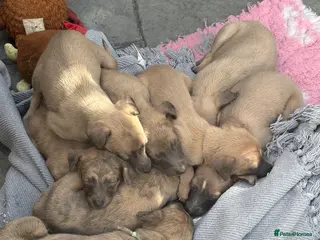 Whippet dogs Beautiful Blue brindle whippets for sale - Advert 2