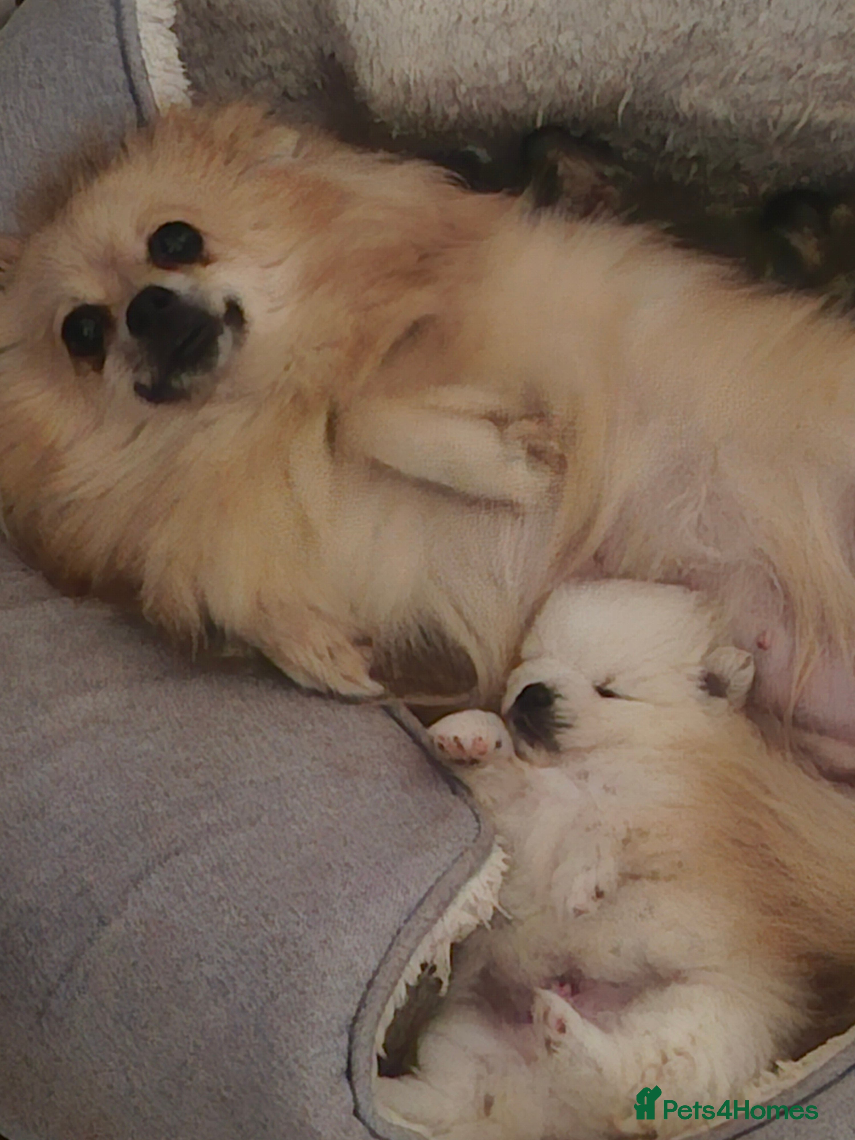 Pomeranian dogs Pomeranian puppies - Advert 4