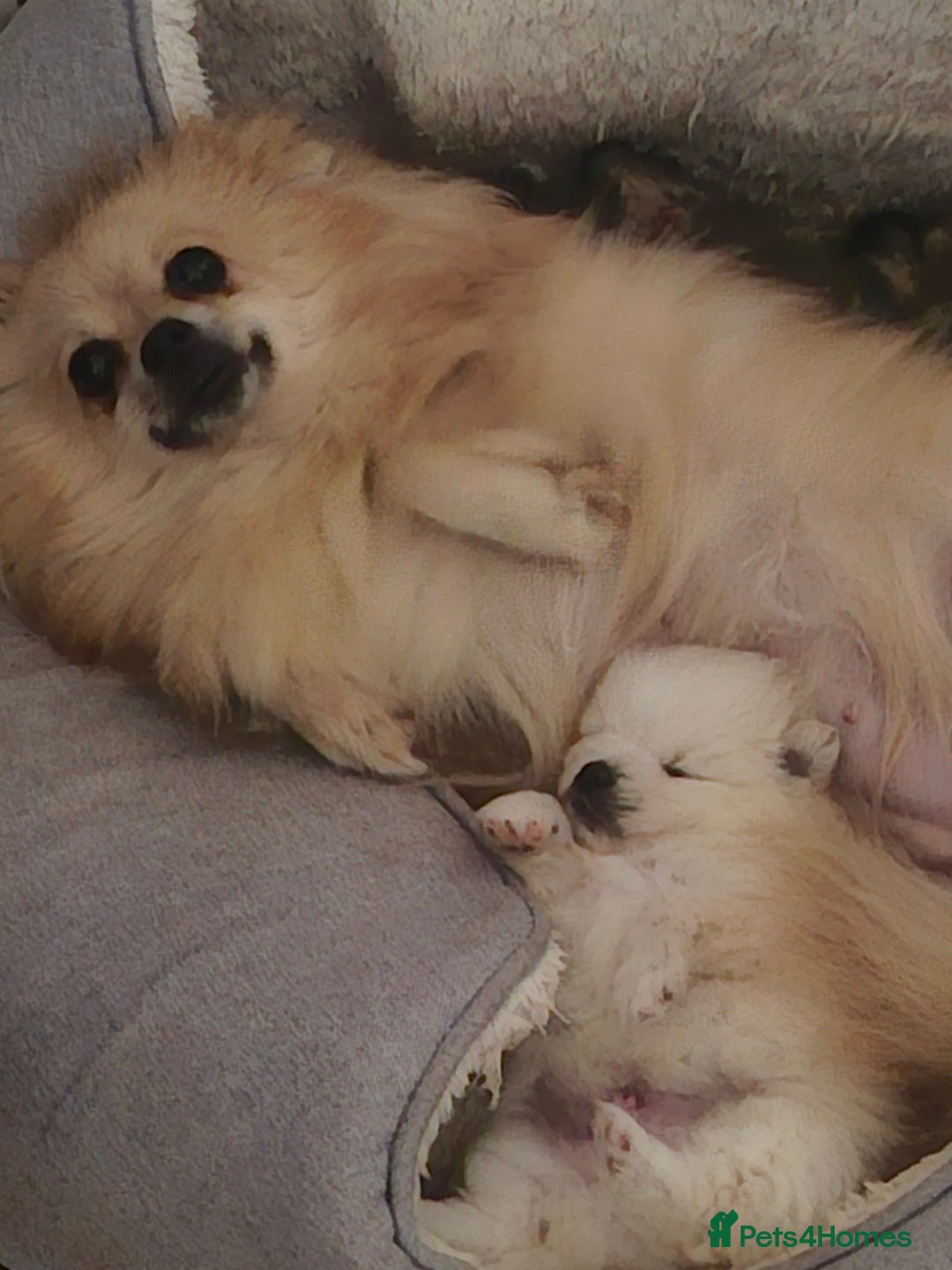 Pomeranian dogs for sale: Pomeranian puppies - Advert 1