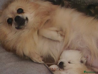 Pomeranian dogs Pomeranian puppies - Advert 1
