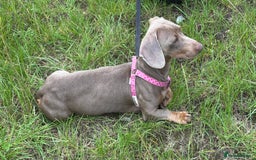 Miniature Dachshund dogs for adoption: Luna * Miniature Dachshund * 240723 - Image 2